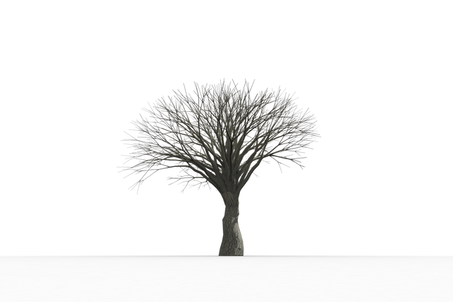 Transparent Silhouette of Dead Tree with No Leaves on White Background - Download Free Stock Videos Pikwizard.com