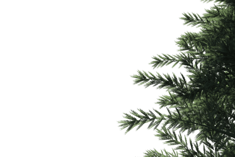 Green Fir Tree Branches on Transparent Background Isolated Illustration - Download Free Stock Videos Pikwizard.com