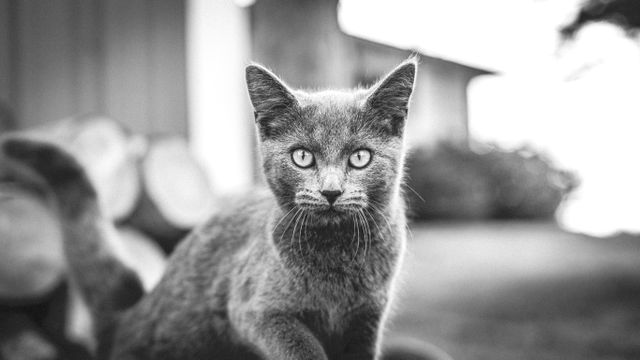 Gray cat with intense stare photographed outdoors in black and white, showcasing details in fur and eyes. Ideal for use in pet-themed content, artistic prints, animal welfare campaigns, and blog posts about cats.