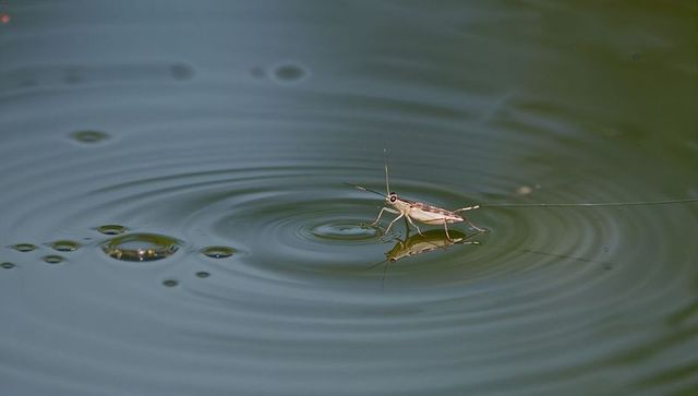 Water strider skating on calm pond creating concentric ripples and crisp reflection