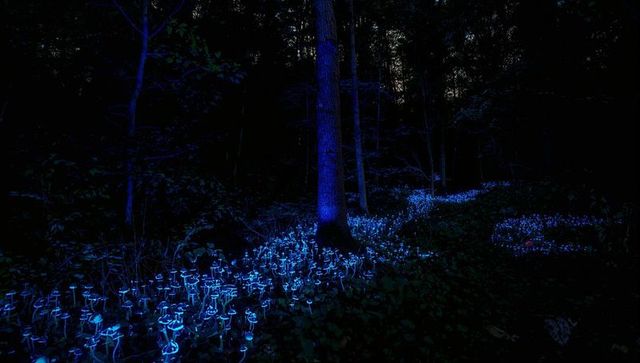 Enchanted forest of bioluminescent mushrooms glowing at night