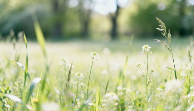 Swaying white wildflowers glowing in sunlit meadow with soft bokeh and green grass blades