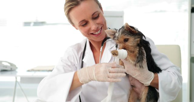 Smiling Veterinarian Treating a Small Dog - Download Free Stock Images Pikwizard.com