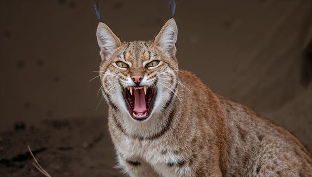 Snarling lynx-like wild cat baring canines and tongue in den closeup with ear tufts