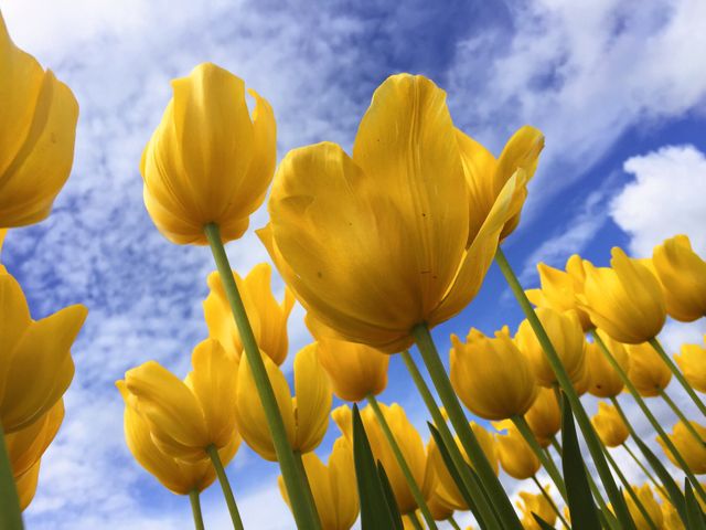 Bright Yellow Tulips Blooming Against Blue Sky - Download Free Stock Photos Pikwizard.com
