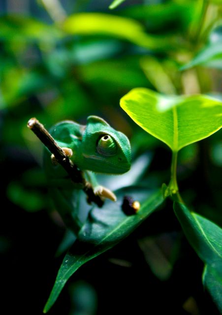 A green chameleon scales a branch surrounded by lush foliage in a vibrant rainforest. The chameleon's intricate details are evident, making this ideal for wildlife conservation and education projects, nature-themed designs, and environmental awareness campaigns. It also suits use in articles and materials discussing rainforest ecosystems and exotic pets.