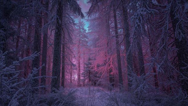 Magenta and blue winter forest path through frosted pine and spruce at twilight