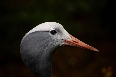 Close-up of gray-crowned sandhill crane on dark background
