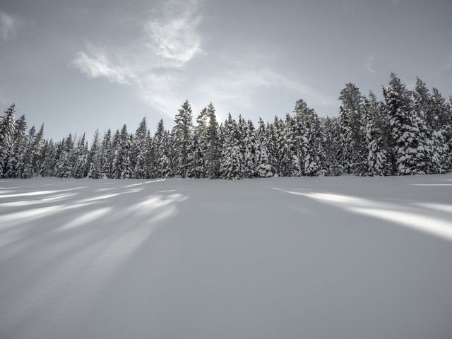 This panoramic shot shows a snow-covered forest with evergreen trees on a sunny winter day. Soft shadows cast by the trees stretch across the untouched snow, reflecting a serene and tranquil outdoor scene. Perfect for use in nature-themed publications, winter promotional materials, and peaceful landscape collections.