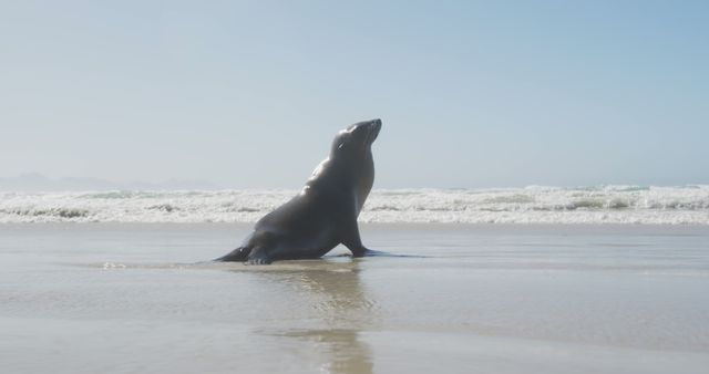 Sea lion enjoying a sunny day on a sandy beach near the ocean. Great for themes on wildlife, nature, marine life, environmental conservation, travel, and relaxation.
