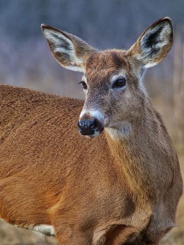 Graceful doe gazing over shoulder close-up wildlife portrait in serene muted winter meadow