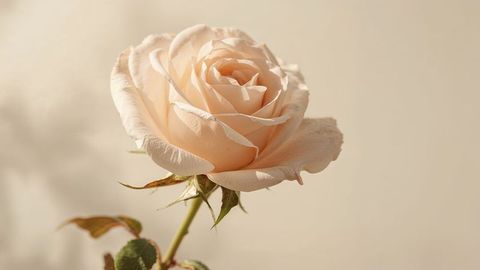 Peach rose blooming in soft ambient light