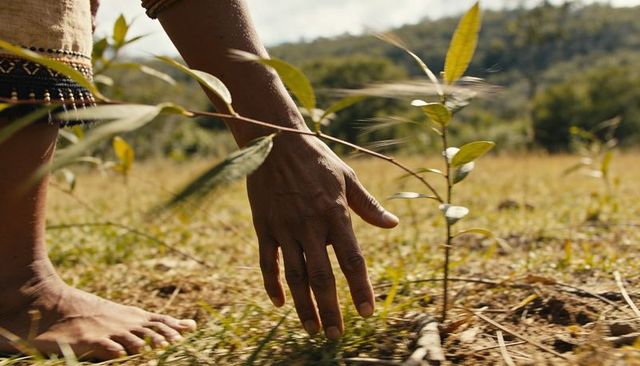 Woman touching young sapling in sunlit meadow, barefoot nurturing nature and growth