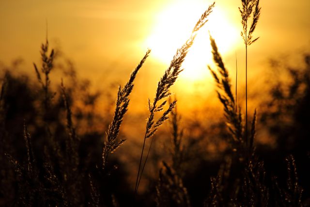 Silhouetted wheat stalks against a rich, glowing sunset with deep golden hues. Ideal for use in nature-themed projects, serene backgrounds, agricultural content, or seasonal advertisements.