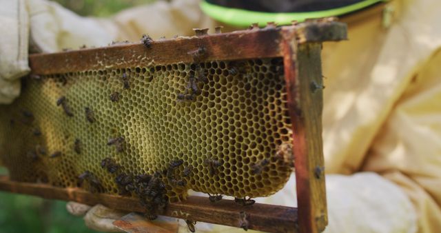 Beekeeper Inspecting Honeycomb Frame in Apiary - Download Free Stock Images Pikwizard.com