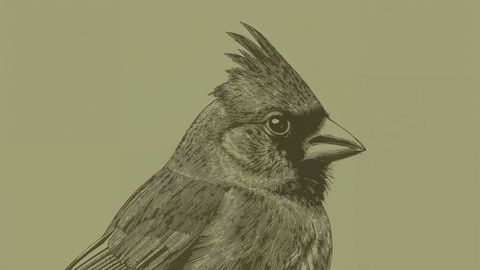 Vintage style songbird line drawing on olive background