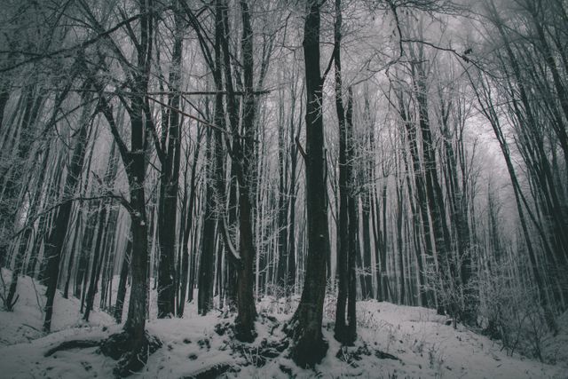 Mysterious Snow Covered Forest in Winter Fog - Download Free Stock Photos Pikwizard.com