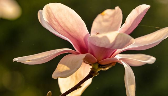 Pink magnolia blossom macro backlit by sunlight showing veined petals and woody stem in garden