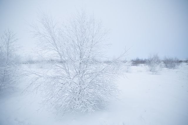 Snow-Covered Bare Tree In Winter Landscape With Frost - Download Free Stock Photos Pikwizard.com