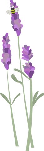 flat design lavender stems with smiling bee, transparent background - Download Free Stock Videos Pikwizard.com