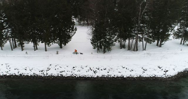 This image shows an aerial perspective of a person cycling on a snow-covered trail beside a river with a dog running alongside. The trail is flanked by a dense forest with tall trees, offering a natural winter wonderland scene. Ideal for use in winter sports, outdoor adventure, travel promotions, pet care, and nature conservation marketing materials.