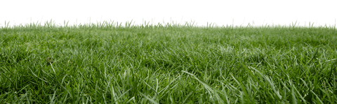 Lush Green Grass Field on Transparent Background - Download Free Stock Videos Pikwizard.com