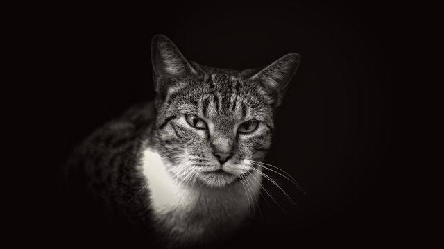 Close-up view of a tabby cat looking directly to the camera, captured in monochrome lighting. Perfect for use in pet-related websites, artistic portfolios, or for those seeking a dramatic feline portrait for their home decor. Ideal for animal photography enthusiasts, pet products advertisements, and cat lovers.
