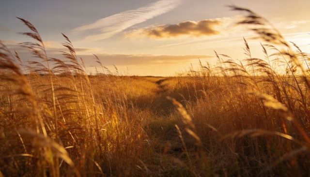 Sunset meadow trail leading through golden grasses with wind-swept reeds and amber sky