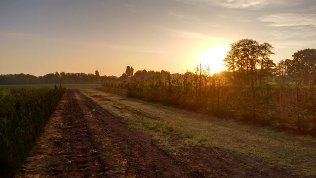 This stock photo captures the serene beauty of a sunrise over a lush green field bordered by trees. The dirt pathway running through the field adds a rustic charm to the scene. Ideal for illustrating themes of agriculture, rural life, nature's tranquility, and morning landscapes. Perfect for use in websites, blogs, and marketing materials promoting natural scenery, outdoor activities, or farming.