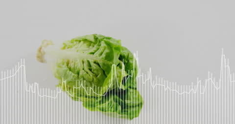 Lettuce with Data Processing Animation on White Background