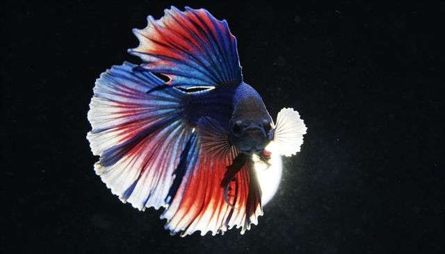 Halfmoon betta fish displaying iridescent red white blue fins with dramatic backlit halo