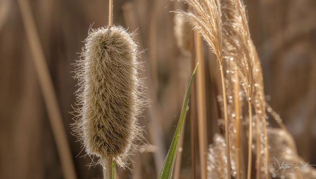 Golden backlit fuzzy grass seed head with dew droplets closeup in reed bed