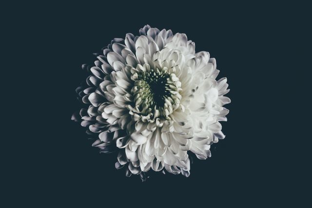 This beautiful close-up of a white chrysanthemum against a dark background highlights the flower's delicate petals and elegant form. Ideal for uses in art prints, greeting cards, floral arrangements, home decor, nature blogs, and meditative or relaxing settings.