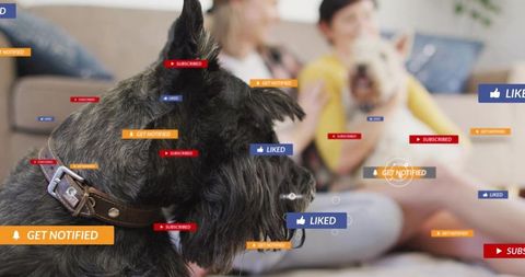 Terrier turning head on couch with social media notifications overlaying livestream at home