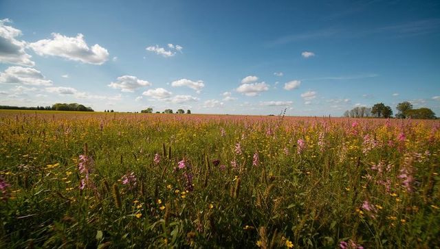 Swaying wildflower meadow with pink and yellow blooms beneath blue sky and distant tree line