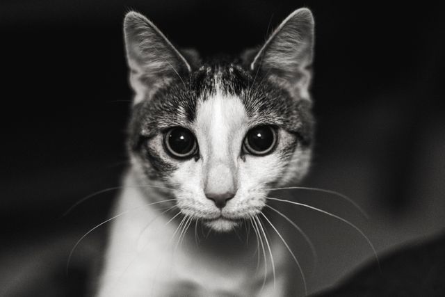 Close-Up of Curious Cat in Black and White - Download Free Stock Photos Pikwizard.com