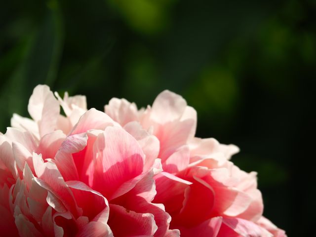 This close-up captures the delicate pink petals of peony flowers illuminated by sunlight. Perfect for use in botanical posters, nature-related content, garden illustrations, or as a beautiful background in design projects emphasizing natural beauty and elegance.