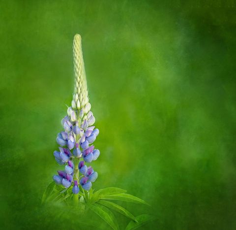 Vibrant Lupine Flower Against Lush Green Background