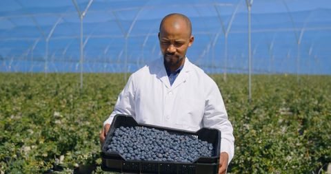 Farmer Harvesting Blueberries in Modern Greenhouse Environment