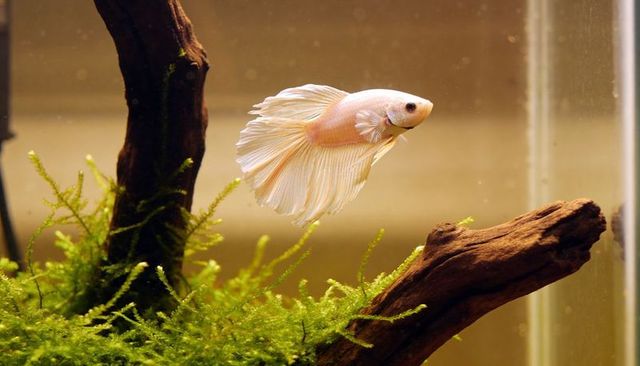 Pale pink betta swimming with halfmoon fins in planted tank with moss and driftwood