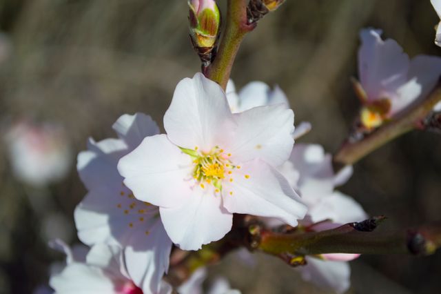 Beautiful cherry blossom with delicate white petals blooming on branch during springtime. Ideal for nature-themed designs, seasonal promotions, gardening blogs, and romantic advertisements.