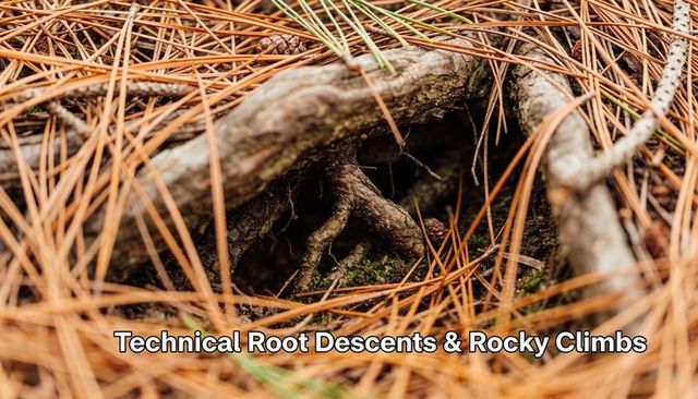 Gnarled pine roots weaving through needle litter with moss, cones and rustic bark texture
