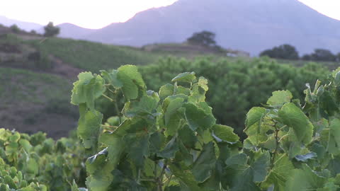 Scenic Vineyard with Lush Grapevines and Mountain View