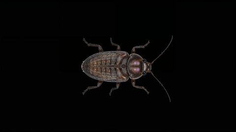 Brown Cockroach on Black Background Highlighting Exoskeleton