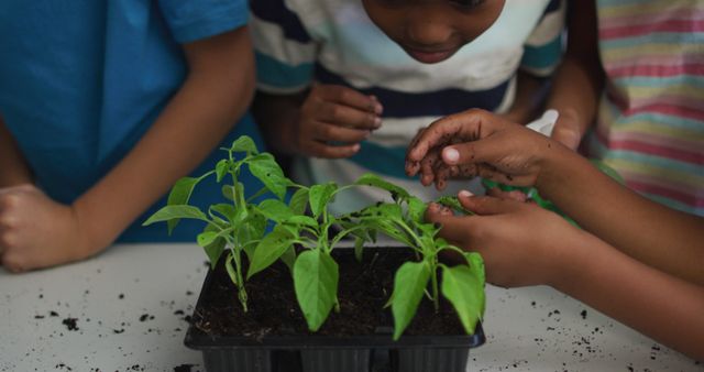 Children engaging in hands-on gardening activity, planting seedlings together in a classroom environment. This image is perfect for illustrating themes of environmental education, teamwork, and interactive learning in educational or community settings. It can be used in blogs, educational materials, social media posts, and promotional content for gardening programs or educational initiatives.