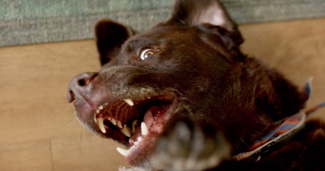 Close-up of a dog lying on the wooden floor playfully showing its teeth. Perfect for content related to pets, animal behavior, playful moments, and indoor activities with pets. Can also be used for illustrating excitement and fun in pets.