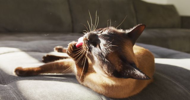 Close up view of cat relaxing on the couch at home. cute pets indoors concept