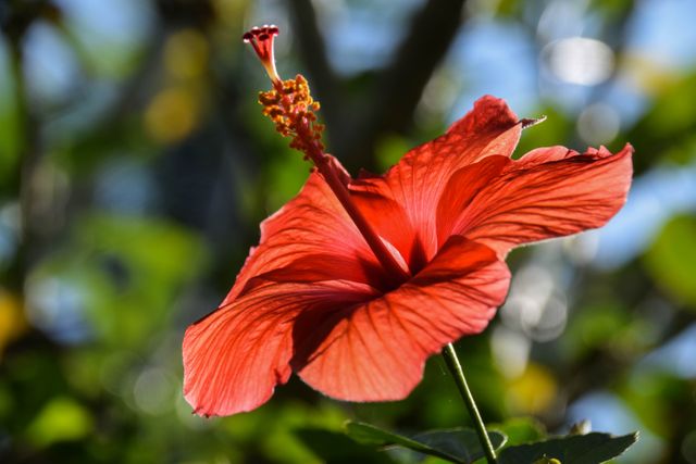 Showing a vibrant red hibiscus flower in full bloom with detailed petals and lush, green foliage in the background. Perfect for using in gardening blogs, botanical studies, nature photography collections, and promoting tropical destinations or beauty of summer. Ideal for creating calming and colorful visuals for digital or print media.