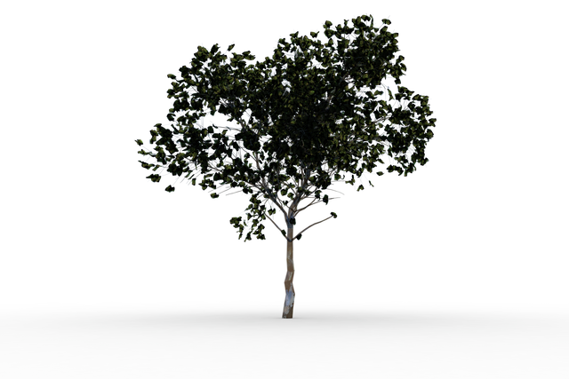 Tree with Green Leaves Transparent Background Isolated - Download Free Stock Videos Pikwizard.com