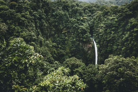 Majestic Jungle Waterfall in Dense Forest Environment